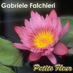 petite fleur